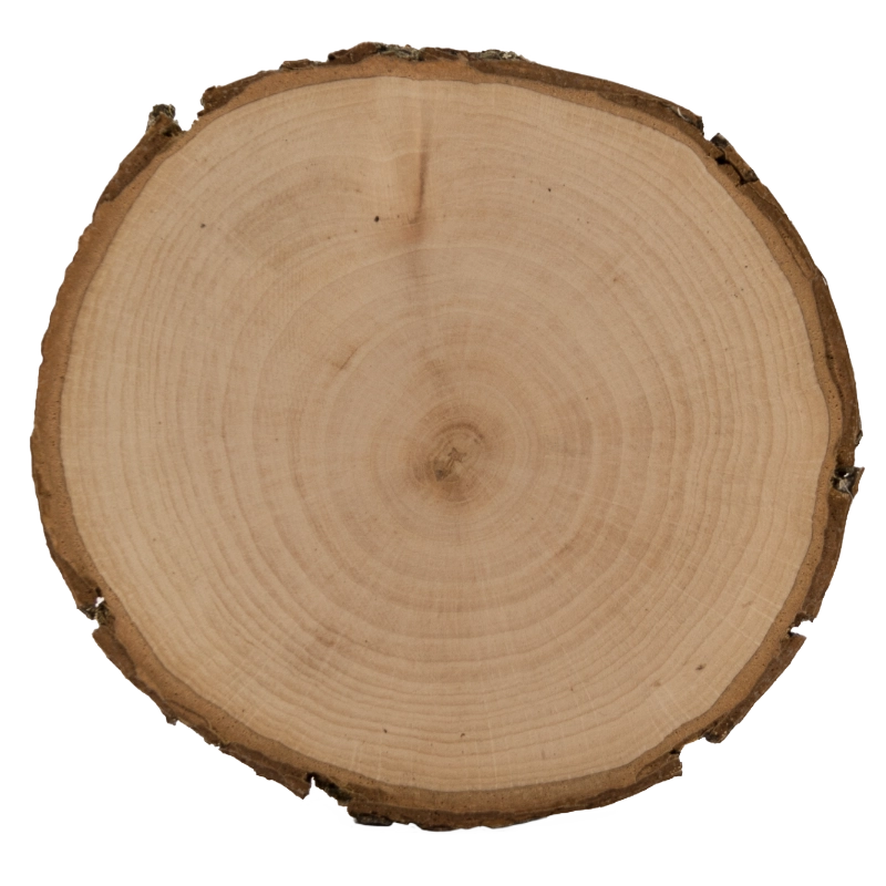 Personalisierte Baumscheibe mit Lasergravur | 10-18 cm Esche – Bild 3